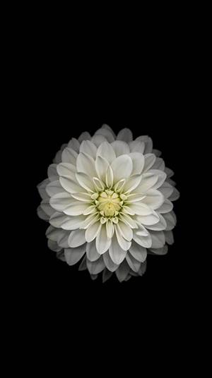 Hvít chrysanthemum mynd, falleg hvít chrysanthemum mynd