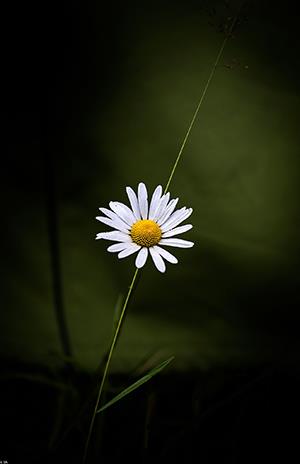 Fotografija bijele krizanteme, prekrasna slika bijele krizanteme