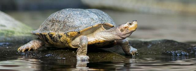 5 veidi, kā noteikt, vai jūsu Mac ir inficēts ar vīrusu