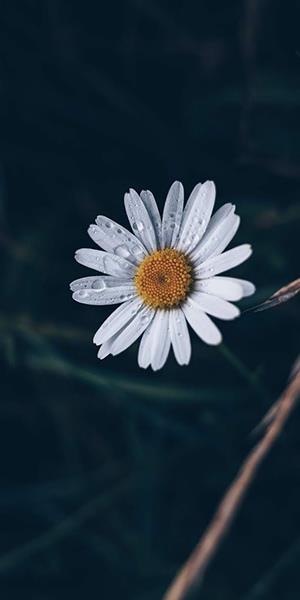 Hvít chrysanthemum mynd, falleg hvít chrysanthemum mynd